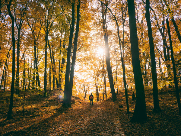 Beef Jerky: The Perfect Snack for Your Autumn Hiking Adventures